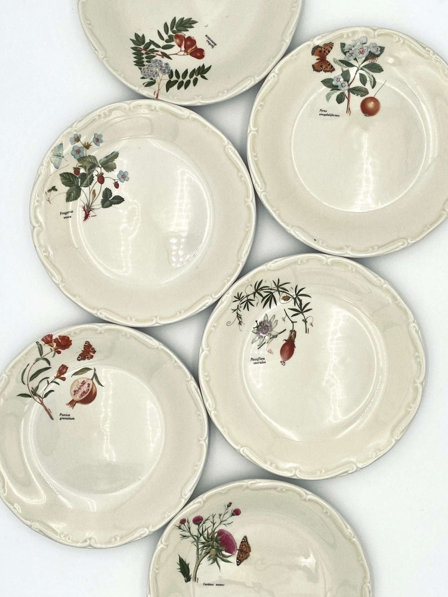 Le Botanical plates